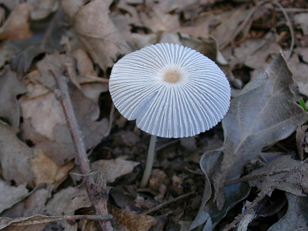 1882 Gennaio vecchio ritrovamento